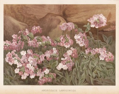woolly rock jasmine Himalaya flowers Blumen Botanik Botany Robinson Litho