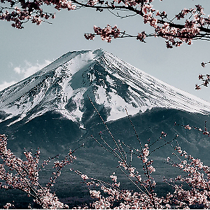 sakura.fuji.shop | eBay Stores sakura.fuji.shop | eBay Stores