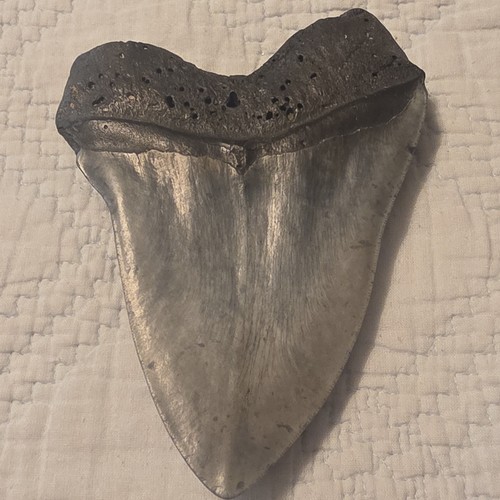 Large Fossilized Shark Tooth Blue/Gray  Prehistoric Fossil Specimen