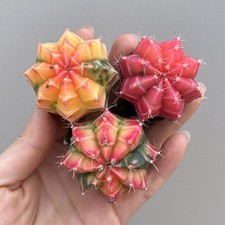 10pcs 3cm Gymnocalycium Variegated Succulent ...