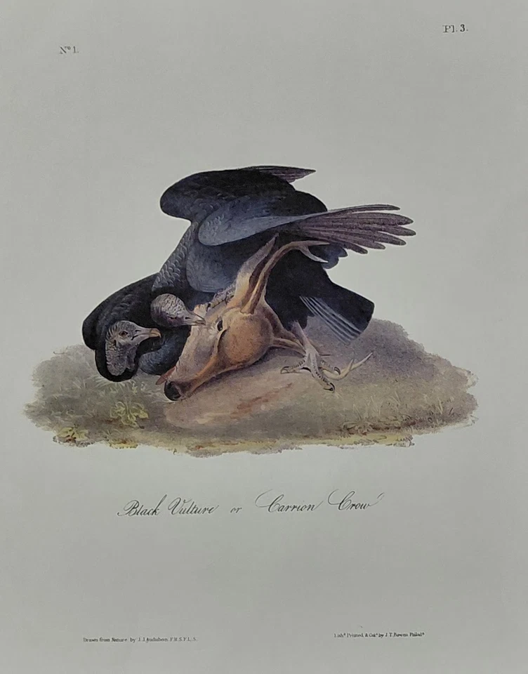 Impresión de libro 2 Audubon Octavo 1st Ed Crow Pl 3 y Buzzard Pl 6 Birds of America Foto 4 de 4