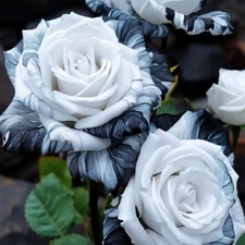 20pcs/pack Rare Ink Rose Seeds - Non-GMO Heirloom Variety for Your Garden