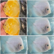 Pack of 6 Discus Fish 3.75 To 4" - Live Fish Aquarium Overnight Shipping