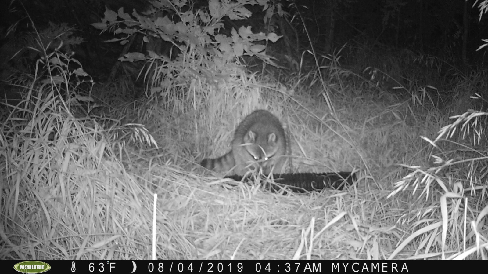 Shell Creek Persimmon Oil,Trapping Scent,Sweet Bait Additive, Lure