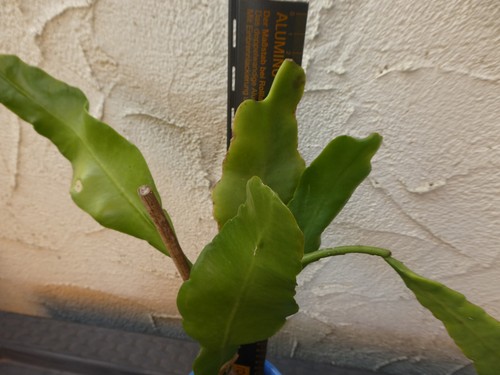 Blattkaktus Epiphyllum bewurzelt Ableger ca38cm Epi Kakteen Kaktus Weiß Rot Gelb - Bild 23 von 24