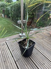 Yucca Rigida Mexican Blue Sentry Plant 2 litre Pot