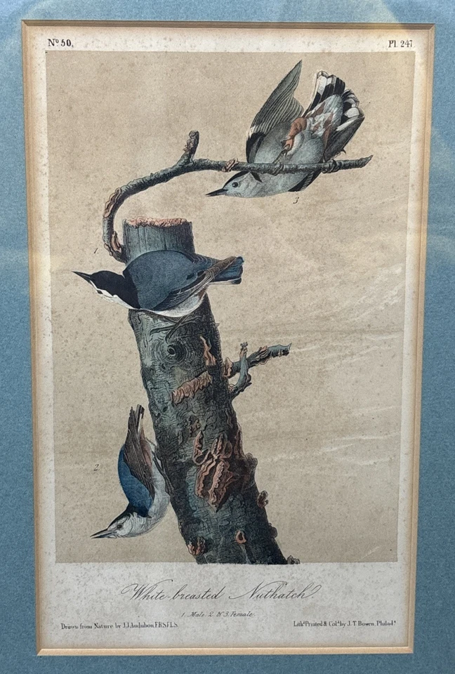 1870 JJ Audubon White Breasted Nuthatch Plate 247 Birds Of America 3rd Ed Octavo - Image 4 of 4