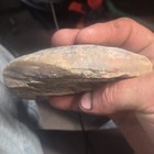 South Dakota Petrified Wood, Cabbing, Lapidary Rough, Slab Cutting 1 lb 3.5oz — photo 4