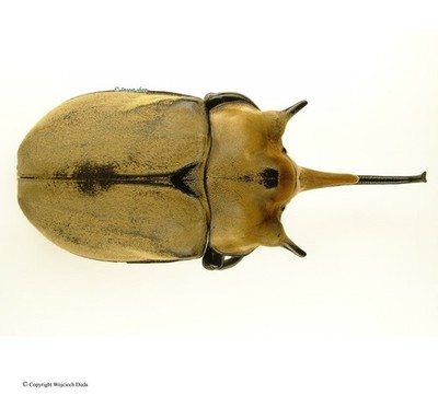 Megasoma elephas iijimai, very Large 118mm, Rare, A1/A-