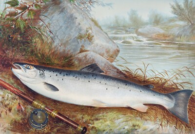 14015.Decor Poster.Room interior art design.Trout fish.Restaurant kitchen wall