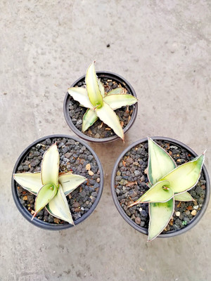 Wholesale 3 Sansevieria  Robusta white variegated