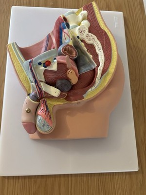 Timin Anatomie professionelle menschliche männliche & weibliche Beckenschnittmodelle x 2