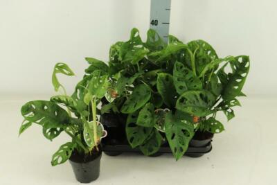 Monstera obliqua Monkey Leaf - MONSTERA MONKEY MASK - Fensterblatt -  Affenmaske | eBay.de
