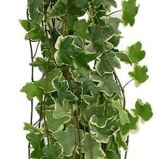 Variegated Ivy