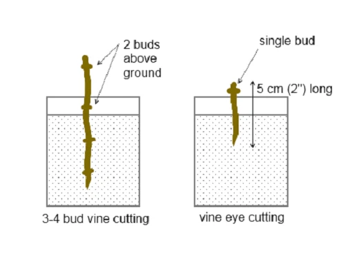 Rare Akademik Avidzba seedless table grape (Crimea) , 3 cuttings no roots - Image 2 of 3