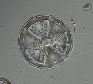 Hardman Antique Microscope Slide. Actinoptychus Boliviensis Diatoms