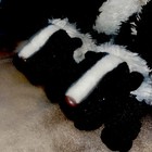 2 Skunk 11” by Wild Republic plush stuffed animal toy nocturnal — photo 2