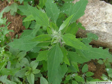 Chénopode blanc,Anérine blanche,Poule grasse,Drageline, Senousse,non traité