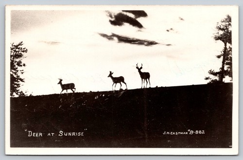 Postkarte RPPC Hirsch bei Sonnenaufgang J. H. Eastman verschickt 1954 Eagleville CA Vintage - Bild 1 von 2