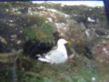 ANTIQUE REAL PHOTOGRAPH ANIMAL BIRD MAGIC LANTERN SLIDE HERRING GULL 1950