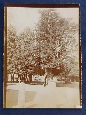D22 Lantic 1898 Eibe in der Nähe der Kirche Foto alt Bretagne Côte d'Armor 