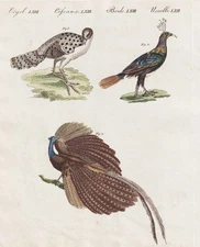 Peacock peacock pheasant pheasant birds bird Argus pheasant copperplate Bertuch 1802