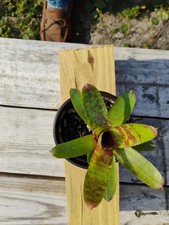 Neoregelia Wild Tiger Mini Bromeliad