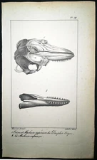 1834,P.L.OUDART ORIGINAL ENGR. FINE ANTiQUE WATERCOLOURING ON DOLPHINS SKUL Y1Z