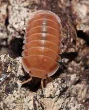 10ct Cubaris Citrus Rate Isopod Bioactive Includes Springtails Clean Up Crew