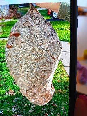 bald faced hornets nest