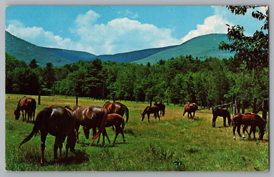 Morgan's At Blad Mountain Farm Arlington Vermont Postcard