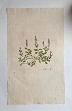 FLORA LONDINENSIS LONDON BOTANY BOTANICAL CURTIS HAND-COLOURED ENGRAVING 1798