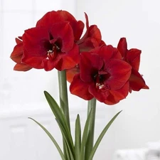 1 RED AMARYLLIS **Multiple blooms per bulb **Holiday / Christmas flowers
