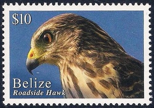 Belize 2020 - Uccellini del Belize - Falco della strada - Foto 1 di 1