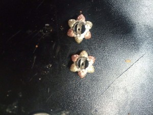 Black Hills Gold JACKETS FOR stud earrings 12K AND STERLING COLEMAN CO