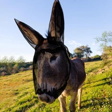 Small Donkey Fly Mask with Ears Protection Breathable Mule Fly Mask with Long Ea