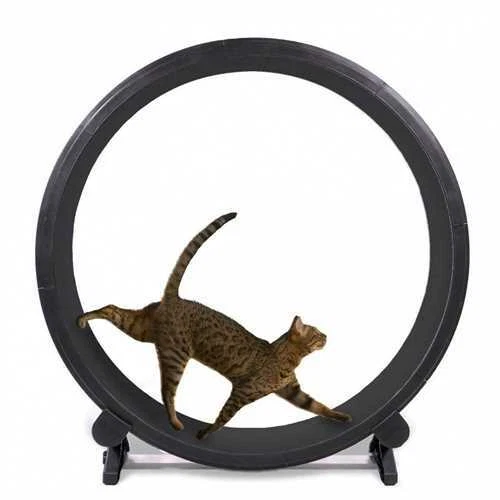 Cat hamster wheel online