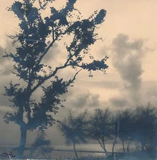 Vintage Landscape, Trees Print Signed Print Unidentified Photo