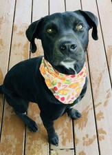 Thanksgiving Dog Bandana, Pilgrim Hat, Pumpkin, Fall Harvest, Green  Red Apples