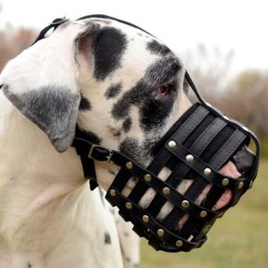 extra large muzzle