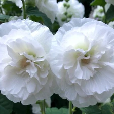 25 Charles White Hollyhock Seeds Perennial Flower Seed Flowers US SELLER