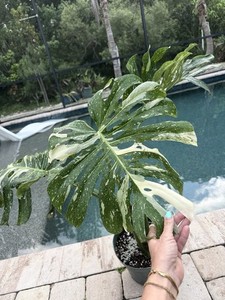 philodendron white marble Philodendron White Knight Marble Variegata  Luna's Plants