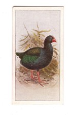Wills (NZ) New Zealand Birds 1925 #46 Takahe