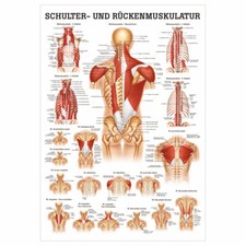 Schulter- und Rückenmuskulatur Poster Anatomie 70x50 cm medizinische Lehrmittel