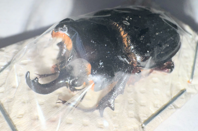Scarabaeidae Trichinae Pantodinus klugi 32mm A1 from GUATEMALA