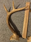 Whitetail deer antlers 9 inches seven points — photo 2