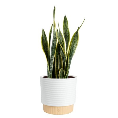 plant palm seeds Pachypodium lamerei 'Madagascar Palm' Seeds main image 1