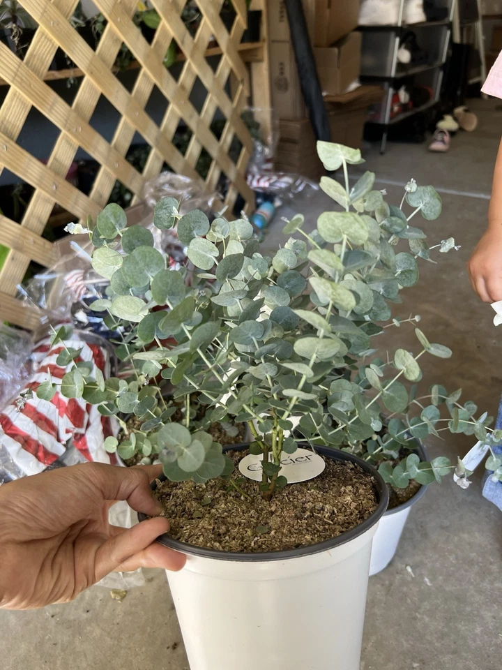 Planta viva de eucalipto. Altura entre 7”-12”. Foto 3 de 3