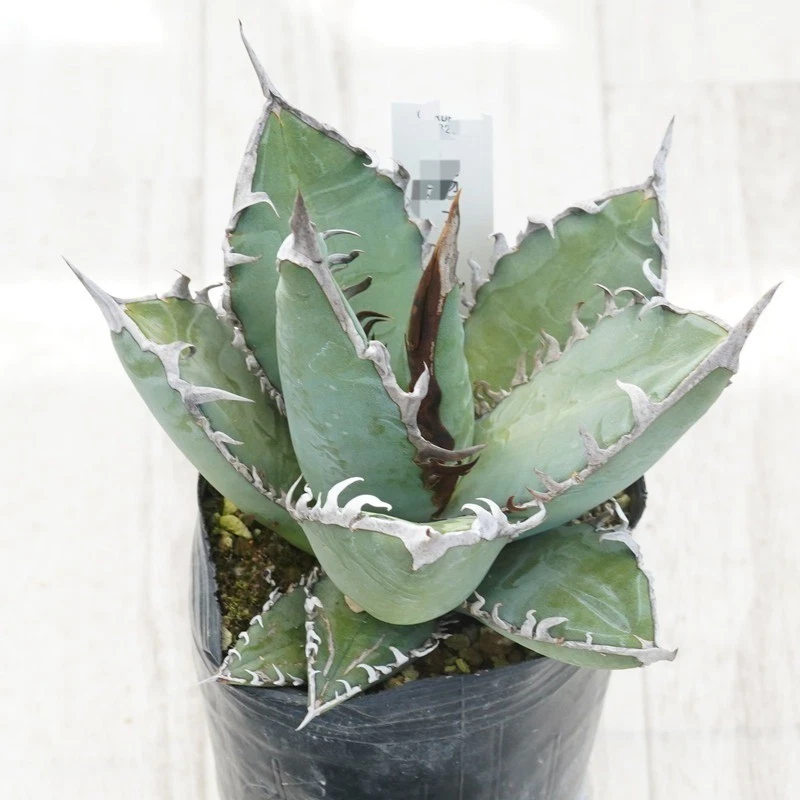 Agave oteroi　No.1 nice Succulent plant
Opens in a new window or tab