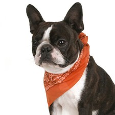 Pack of 3 Premium Paisley Dog Bandanas in Cotton Great for Birthday